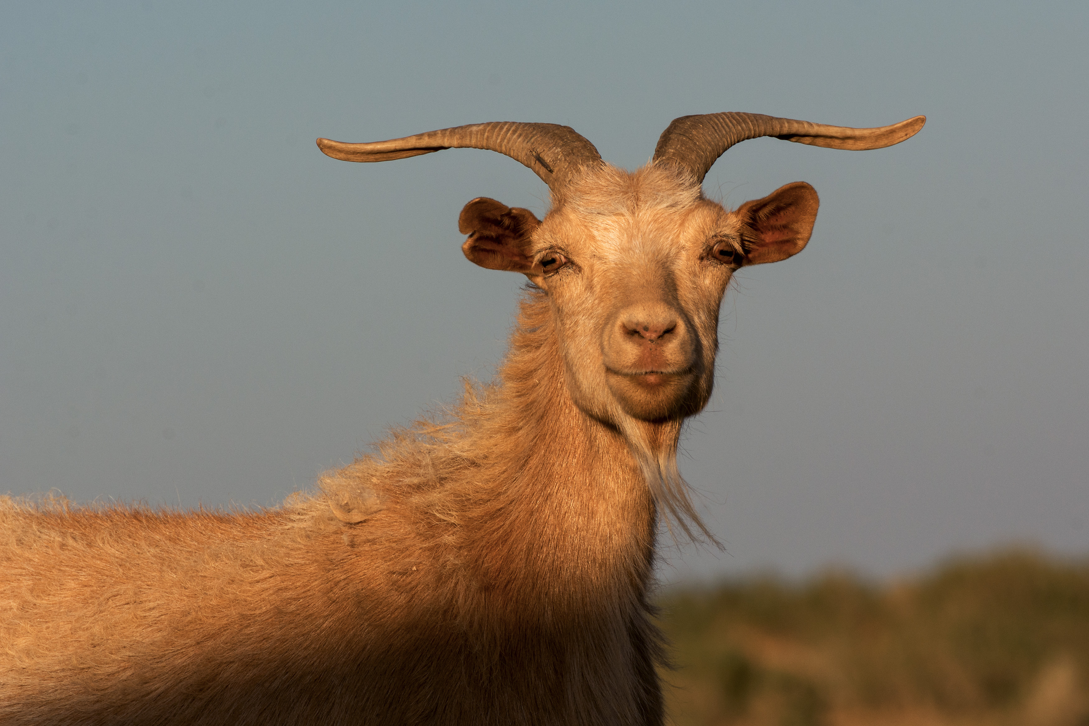 Picture of a Goat